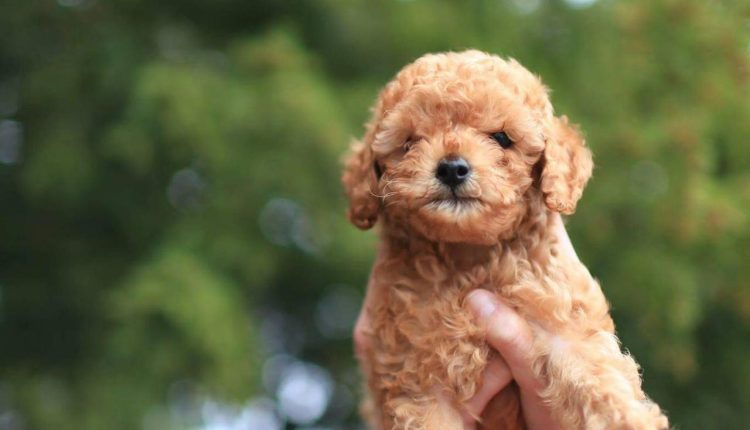 ddhpoodletoyizmir.com3